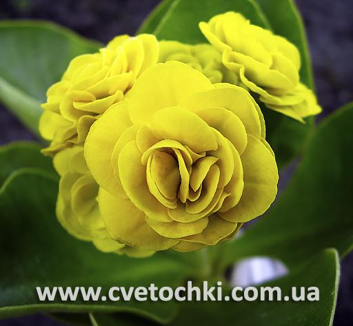 Примула Auricula «Anna/Анна»