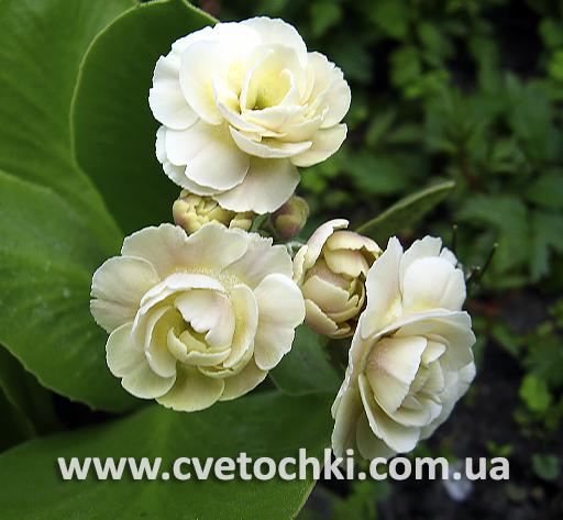 Примула Auricula «Mare/Марэ»