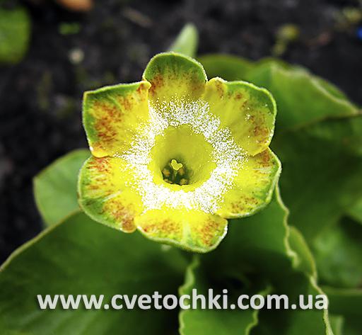 Примула Auricula «Sollero/Соллеро»