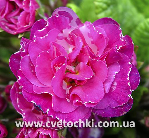 Примула Belarina «Dark pink/Дарк пинк»