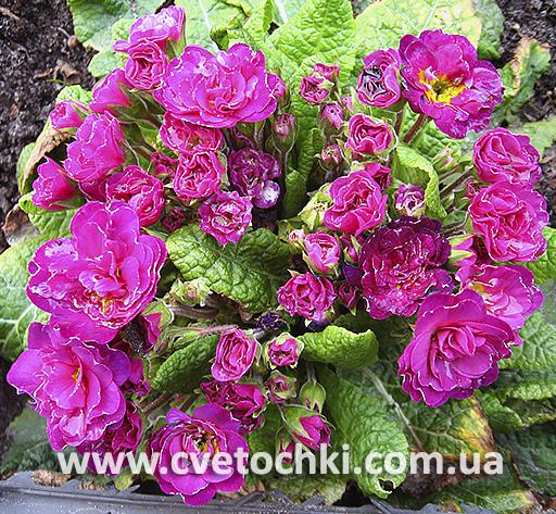 Примула Belarina «Dark pink/Дарк пинк»