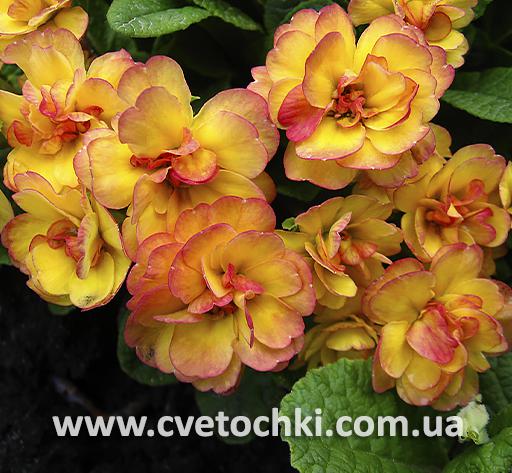 Примула Belarina «Nectarine/Нектарин»