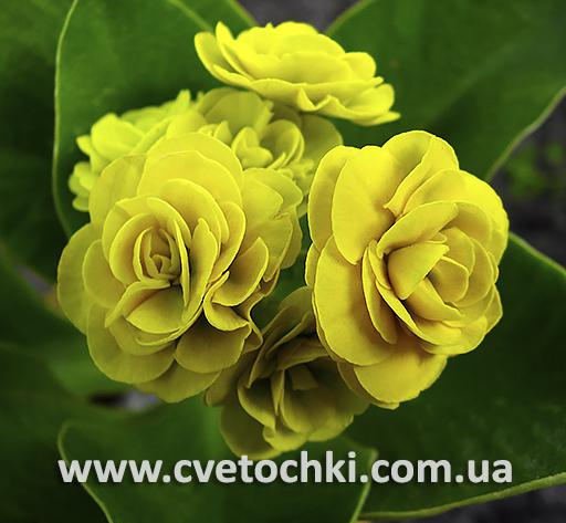 Примула Auricula «Anna/Анна»