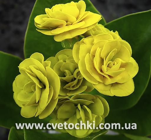Примула Auricula «Anna/Анна»