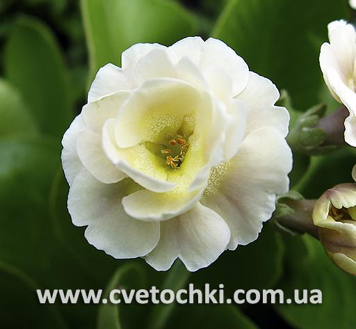 Примула Auricula «Mare/Марэ»