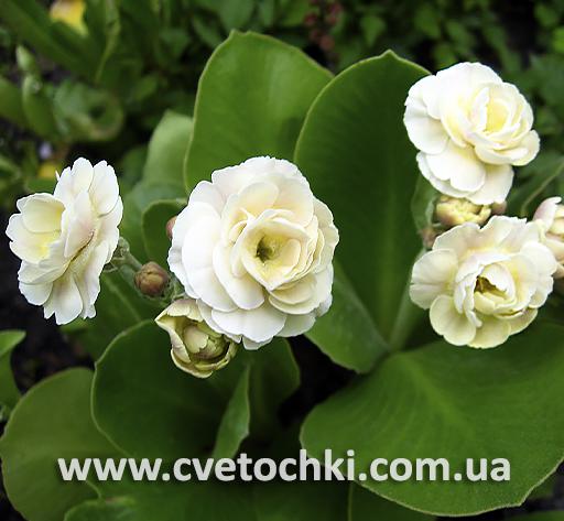 Примула Auricula «Mare/Марэ»