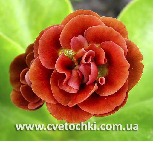 Примула Auricula «Martha/Марта»