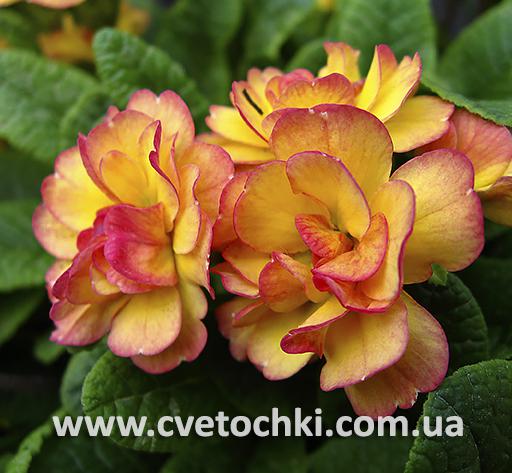Примула Belarina «Nectarine/Нектарин»