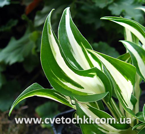 Хоста «Valley's Secret cove/Валлис Сикрет коув»