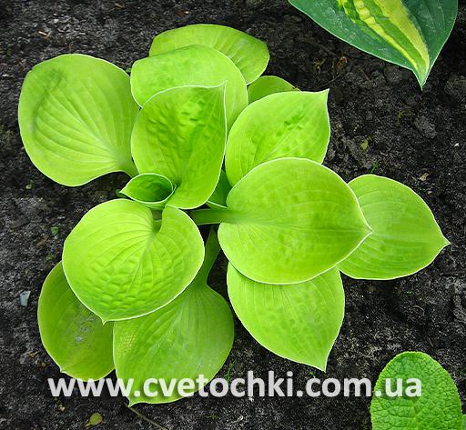 Хоста «Maui buttercups/Мауи баттеркапс»