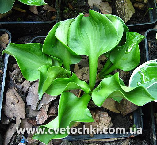 Хоста «Ruffled green mouse ears/Рафлд грин маус иэрс»