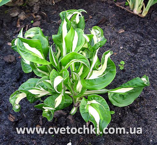 Хоста «Twisted spearmint/Твистед спирминт»