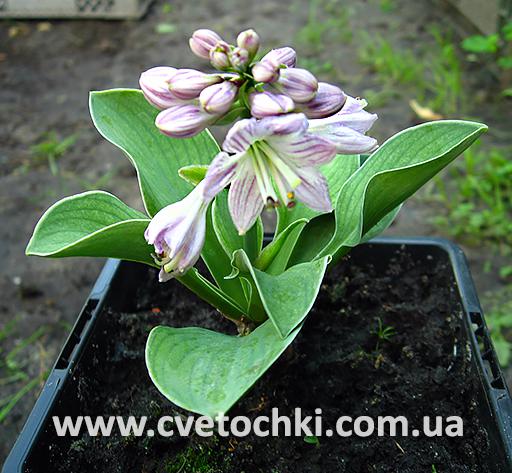 Хоста «Mouse Metamorphosis/Маус Метаморфосис»