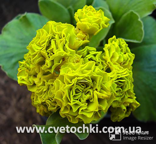 Примула Auricula «Forest lemon/Форест лемон»
