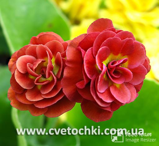 Примула Auricula «Heidi/Хайди»
