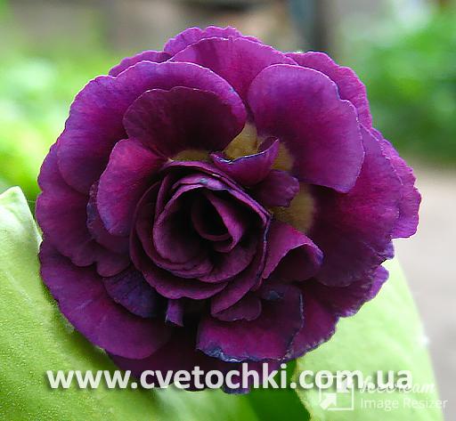 Примула Auricula «Penelope/Пенелопа»