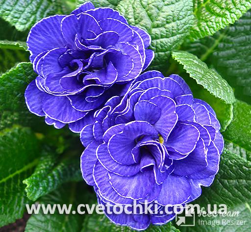 Примула Belarina «Blue champion/Блю чемпион»
