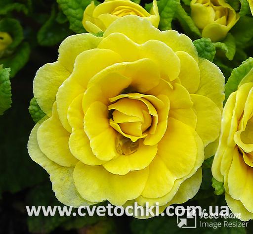 Примула Belarina «Butter yellow/Баттер еллоу»