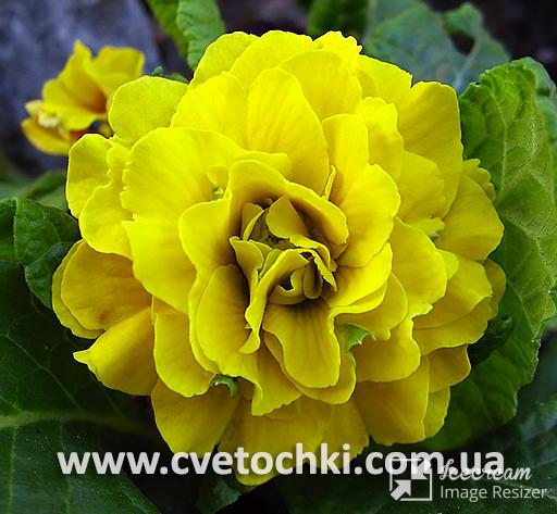 Примула Belarina «Day-Glo yellow/Дей-Глоу еллоу»