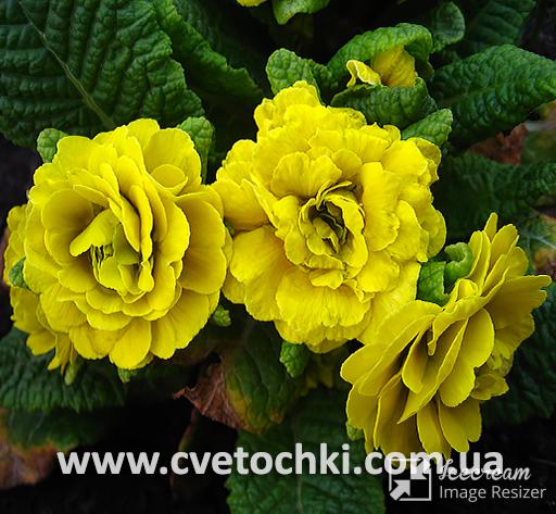 Примула Belarina «Day-Glo yellow/Дей-Глоу еллоу»