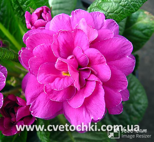 Примула Belarina «Purple diamond/Пьорпл даймонд»