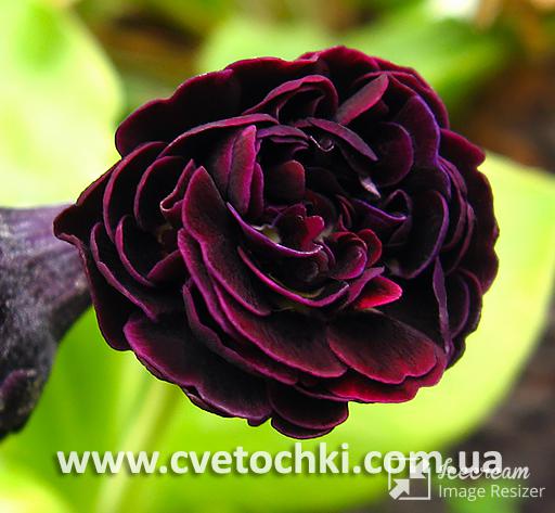 Примула Auricula «Bessie/Бэсси»