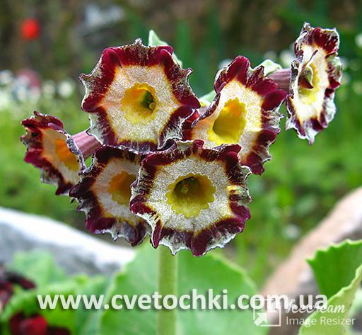 Примула Auricula «Merlin stripe/Мерлин страйп»