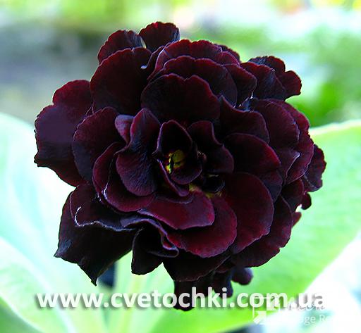 Примула Auricula «Sooty/Сути»