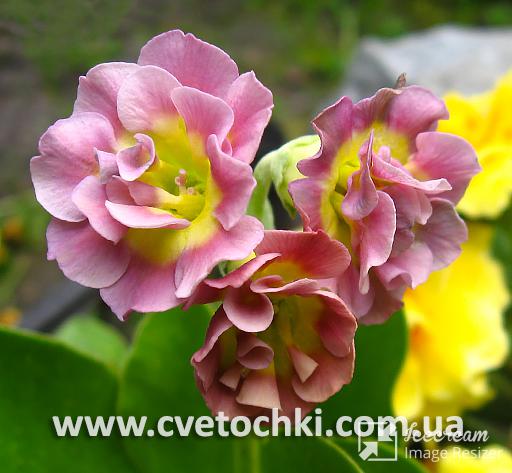 Примула Auricula «Susannah/Сюзанна»
