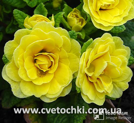 Примула Belarina «Butter yellow/Баттер еллоу»