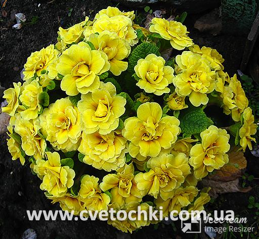 Примула Belarina «Butter yellow/Баттер еллоу»
