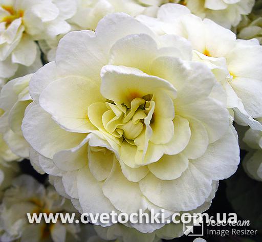 Примула Belarina «Cream/Крим»