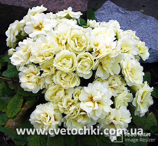Примула Belarina «Cream/Крим»