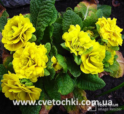 Примула Belarina «Day-Glo yellow/Дей-Глоу еллоу»