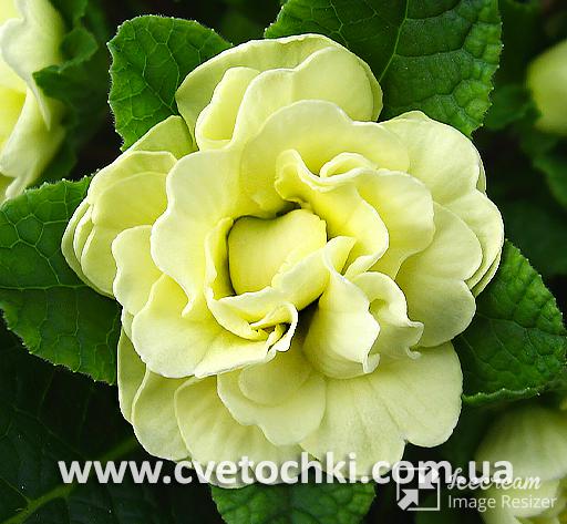 Примула Belarina «Lemon chiffon/Лемон чифон»