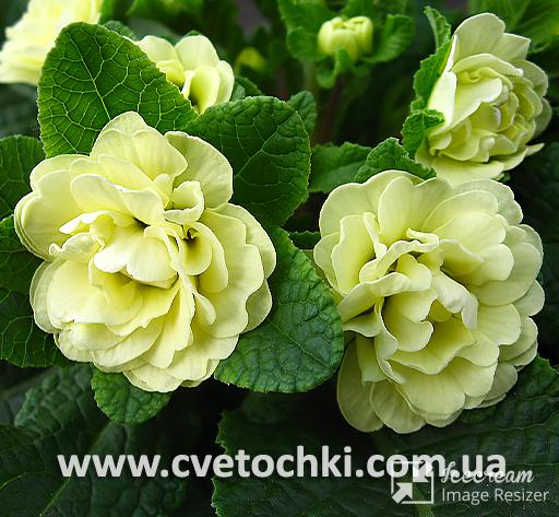 Примула Belarina «Lemon chiffon/Лемон чіфон»