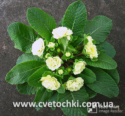 Примула Belarina «Lemon chiffon/Лемон чифон»