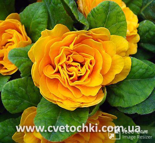Примула Belarina «Mandarin/Мэндерин»