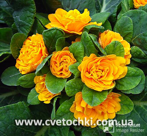 Примула Belarina «Mandarin/Мэндерин»