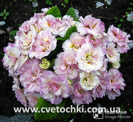 Примула Belarina «Pink champagne/Пинк шампейн»