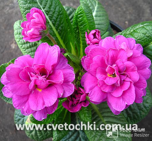 Примула Belarina «Purple diamond/Пёрпл даймонд»