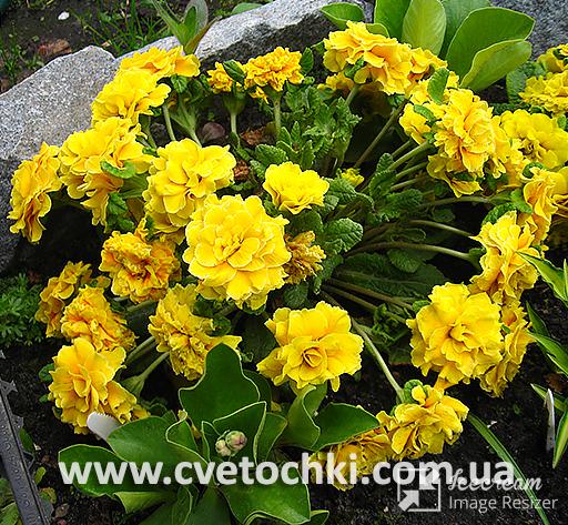 Примула Belarina «Spring sun/Спринг сан»