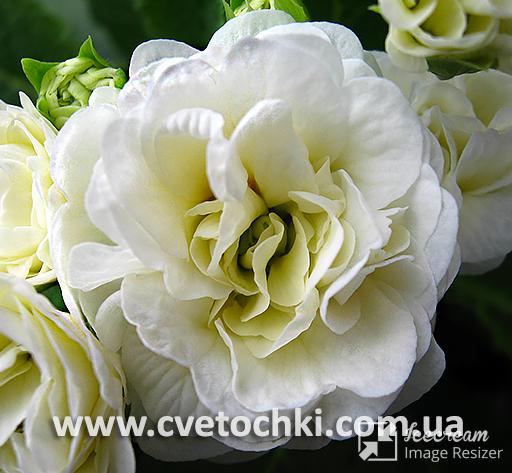 Примула Belarina «Vanilla/Ванілла»