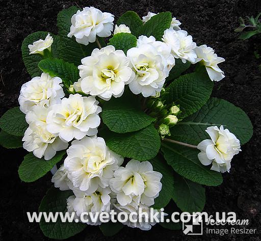Примула Belarina «Vanilla/Ванилла»