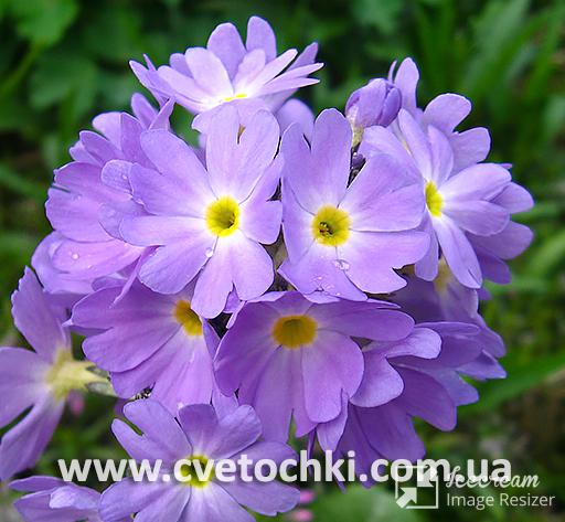 Примула дрібнозубчаста «Corolla blue/Королла блю»
