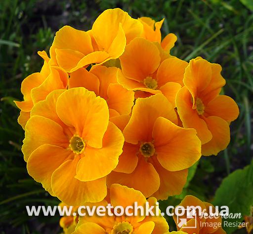 Примула оранжевая (повторноцветущая)