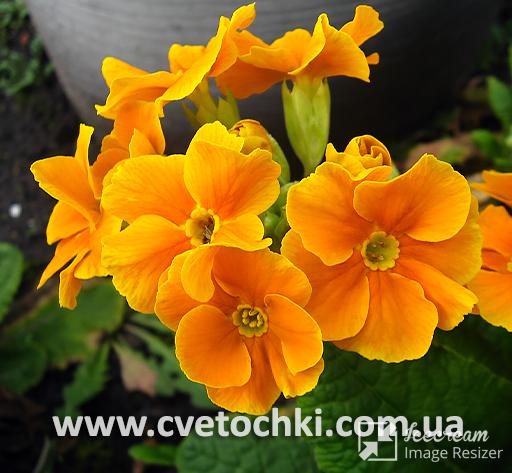 Примула оранжевая (повторноцветущая)