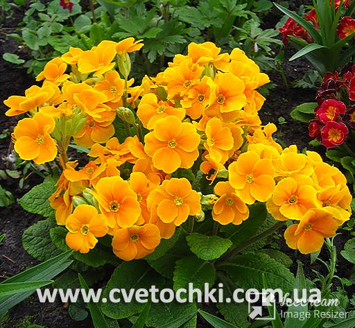 Примула помаранчева (повторноквітуча)