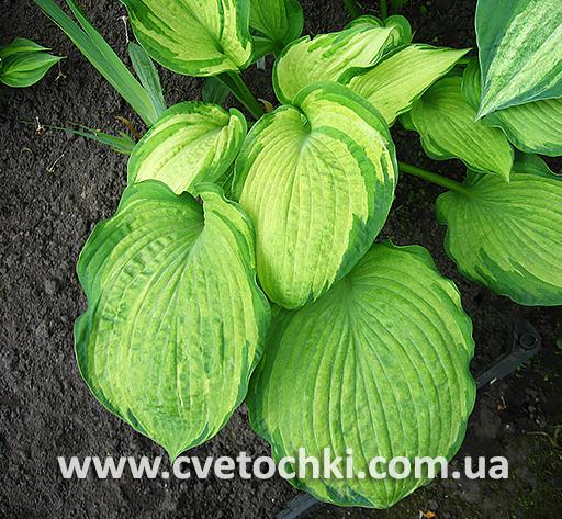 Куст хосты «Pistache/Писташ»