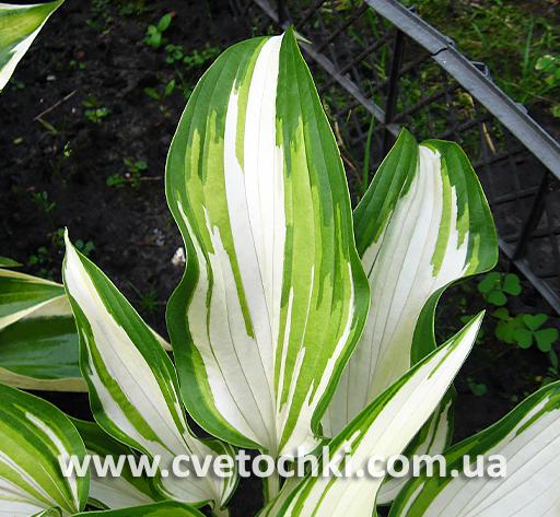 Листя хости «Cool as a Cucumber/Кул ес е кьюкембер»